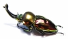 Phalacrognathus muelleri  55mm (12000p) - INSECTS-STORE.RU