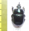 Ceratotrupes sturmi, male  Mexico - INSECTS-STORE.RU