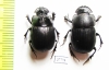 Copris sp., pair  South Africa Rep. - INSECTS-STORE.RU