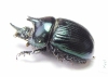 Ceratotrupes sturmi, male  Mexico - INSECTS-STORE.RU