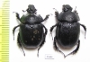 Enoplotrupes bieti, pair  China - INSECTS-STORE.RU