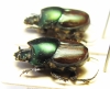 Onthophagus blanchardi, pair  Ethiopia - INSECTS-STORE.RU