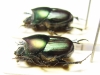 Onthophagus blanchardi  Ethiopia - INSECTS-STORE.RU