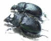 Enoplotrupes bieti, pair  China - INSECTS-STORE.RU