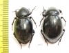 Tenebrionidae sp., pair  Angola - INSECTS-STORE.RU
