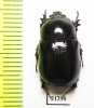 Dynastinae sp.  Zambia - INSECTS-STORE.RU
