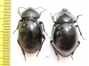 Tenebrionidae sp., pair  Angola - INSECTS-STORE.RU