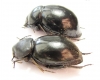 Tenebrionidae sp., pair  Angola - INSECTS-STORE.RU