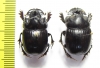 Copris sp., pair  Ethiopia - INSECTS-STORE.RU