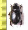 Temnorhynchus sp., male  South Africa Rep. - INSECTS-STORE.RU