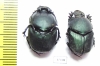 Proagoderus gibbiramus, pair  Tanzania - INSECTS-STORE.RU