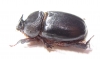 Temnorhynchus sp., male  South Africa Rep. - INSECTS-STORE.RU