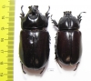 Scapanes australis, pair  Indonesia, Papua 53mm - INSECTS-STORE.RU