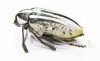 Julodis cailliaudi spectabilis  Saudi Arabia 31mm - INSECTS-STORE.RU