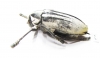 Julodis cailliaudi spectabilis  Saudi Arabia 28mm - INSECTS-STORE.RU