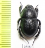 Odontotrypes lassalei  China - INSECTS-STORE.RU