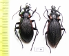 Carabus (Megodontus) vietinghoffi leptoglyptus, pair  Russia, Sakhalin isl. - INSECTS-STORE.RU