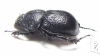 Odontotrypes lassalei  China - INSECTS-STORE.RU