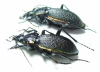 Carabus (Megodontus) vietinghoffi leptoglyptus, pair  Russia, Sakhalin isl. - INSECTS-STORE.RU