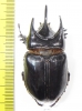 Strategus longichomperus  Mexico 55mm - INSECTS-STORE.RU