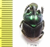 Proagoderus extensus, male  Tanzania - INSECTS-STORE.RU