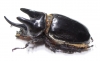 Strategus longichomperus  Mexico 55mm - INSECTS-STORE.RU