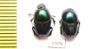 Oniticellus sp.? pair  South Africa Rep. - INSECTS-STORE.RU