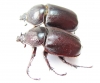 Haploscapanes barbarossa, pair  Australia - INSECTS-STORE.RU