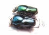 Oniticellus sp.? pair  South Africa Rep. - INSECTS-STORE.RU