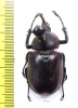 Golofa pizarro  Mexico 45mm - INSECTS-STORE.RU