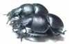 Lethrus kiritshenkoi, pair  Tajikistan - INSECTS-STORE.RU