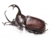 Golofa claviger  Peru 51mm - INSECTS-STORE.RU