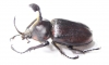 Golofa pizarro  Mexico 45mm - INSECTS-STORE.RU