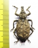 Curculionidae sp.  South Africa Rep. - INSECTS-STORE.RU