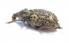 Curculionidae sp.  South Africa Rep. - INSECTS-STORE.RU