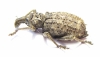 Curculionidae sp.  South Africa Rep. - INSECTS-STORE.RU