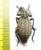 Curculionidae sp.  South Africa Rep. - INSECTS-STORE.RU