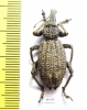 Curculionidae sp.  South Africa Rep. - INSECTS-STORE.RU