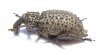 Curculionidae sp.  South Africa Rep. - INSECTS-STORE.RU