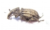 Curculionidae sp.  South Africa Rep. - INSECTS-STORE.RU