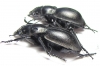 Callisthenes elegans danilevskii, pair  Kazakhstan - INSECTS-STORE.RU