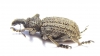 Curculionidae sp.  South Africa Rep. - INSECTS-STORE.RU