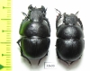 Lethrus kiritshenkoi, pair  Tajikistan - INSECTS-STORE.RU