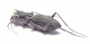 Dromica sp., male  South Africa Rep. - INSECTS-STORE.RU