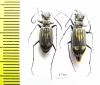 Cicindelinae sp., pair  Zambia - INSECTS-STORE.RU