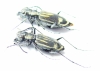Cicindelinae sp., pair  Zambia - INSECTS-STORE.RU