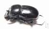 Catharsius sp.  Zambia - INSECTS-STORE.RU