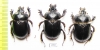 Ceratophyus mesasiaticus, pair  Kazakhstan - INSECTS-STORE.RU