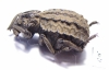 Brachycerus sp.  Morocco - INSECTS-STORE.RU