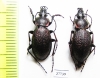 Carabus (Carabulus) obovatus, pair  Russia, Khakassia reg. - INSECTS-STORE.RU